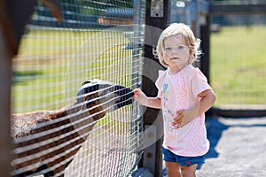 Adorable cute toddler girl feeding little goats and sheeps on a kids farm. Beautiful baby child petting animals in