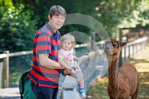 Adorable cute toddler girl and young father feeding lama and alpaca on a kids farm. Beautiful baby child petting animals