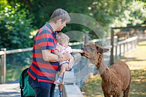 Adorable cute toddler girl and young father feeding lama and alpaca on a kids farm. Beautiful baby child petting animals