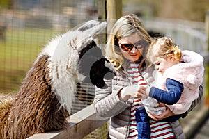 Adorable cute toddler girl and young mother feeding lama and alpaca on a kids farm. Beautiful baby child petting animals