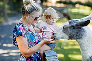 Adorable cute toddler girl and young mother feeding lama and alpaca on kids farm. Beautiful baby child petting animals