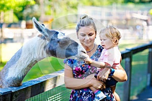 Adorable cute toddler girl and young mother feeding lama on a kids farm. Beautiful baby child petting animals in the zoo