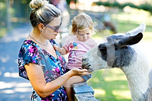 Adorable cute toddler girl and young mother feeding lama on a kids farm. Beautiful baby child petting animals in the zoo