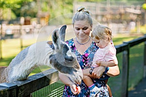 Adorable cute toddler girl and young mother feeding little goats and sheeps on kids farm. Beautiful baby child petting