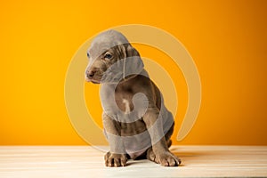Adorable cute weimaraner puppy on orange background