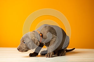 Adorable cute weimaraner puppy on orange background