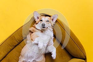 Adorable cute Welsh Corgi Pembroke sleeping and relaxing in dog bed on yellow studio background. Most popular breed of Dog.