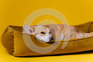 Adorable cute Welsh Corgi Pembroke sleeping and relaxing in dog bed on yellow studio background. Most popular breed of Dog.