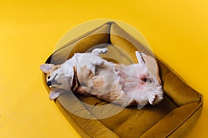 Adorable cute Welsh Corgi Pembroke sleeping and relaxing in dog bed on yellow studio background. Most popular breed of Dog.