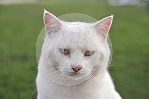 Adorable cute white cat