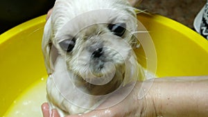 Adorable cute young puppy white Pekingese take a bath in soapy suds.