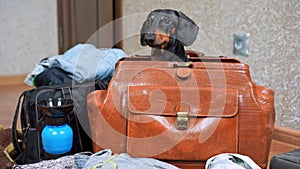 Adorable dachshund climbs out of travel bag and climbs back in