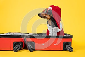 Adorable dachshund dog in Santa costume and hat, sunglasses is sitting in open suitcase, preparing to go on vacation for