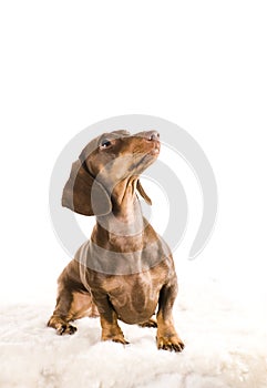 Adorable dachshund isolated