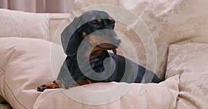 Adorable dachshund puppy is lying on a soft pillow on the sofa and licking its lips in anticipation something. Hungry