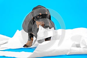Adorable dachshund puppy nibbles a piece of white toilet paper, unwinding a roll on a blue background. mischief and play