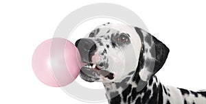 Adorable Dalmatian dog blowing bubble gum on white background