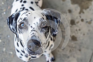 Adorable Dalmatian Dog with Brown Eyes Looking Up Waiting for Treat or Owner\'s Attention