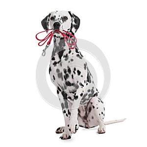 Adorable Dalmatian dog holding leash in mouth on white background