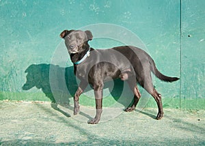 Adorable dark brown American pitbull terrier walking on a concrete floor