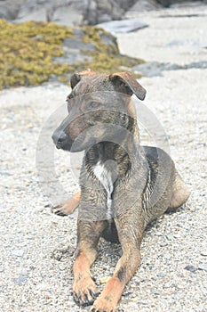 Adorable dark brown aruba cunucu dog resting