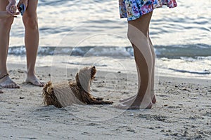 Adorable devoted dog looks at his owner on sand tropical beach near sea water on sunset, closeup. Happy girl and her pet play out