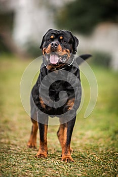 Adorable Devoted Purebred Rottweiler