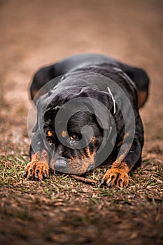 Adorable Devoted Purebred Rottweiler