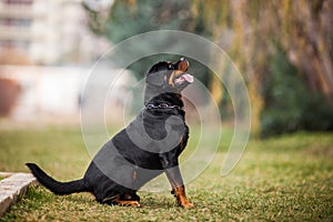 Adorable Devoted Purebred Rottweiler