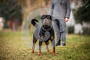 Adorable Devoted Purebred Rottweiler