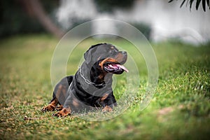 Adorable Devoted Purebred Rottweiler