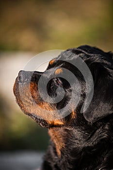 Adorable Devoted Purebred Rottweiler