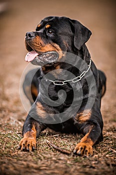 Adorable Devoted Purebred Rottweiler