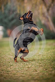 Adorable Devoted Purebred Rottweiler