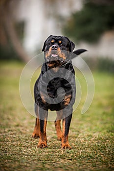 Adorable Devoted Purebred Rottweiler