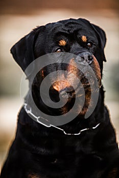 Adorable Devoted Purebred Rottweiler