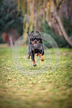 Adorable Devoted Purebred Rottweiler