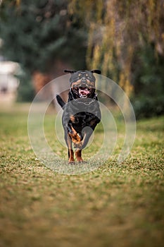 Adorable Devoted Purebred Rottweiler