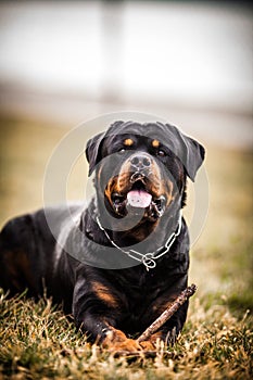 Adorable Devoted Purebred Rottweiler