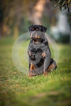 Adorable Devoted Purebred Rottweiler