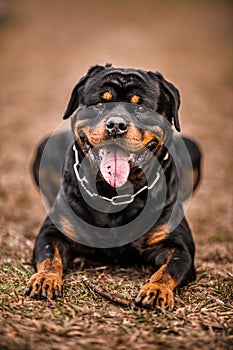 Adorable Devoted Purebred Rottweiler