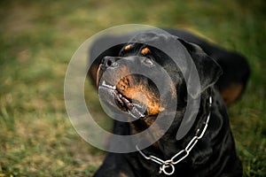 Adorable Devoted Purebred Rottweiler