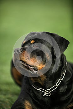 Adorable Devoted Purebred Rottweiler