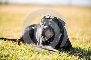 Adorable Devoted Purebred Rottweiler