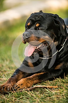 Adorable Devoted Purebred Rottweiler