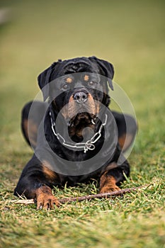 Adorable Devoted Purebred Rottweiler