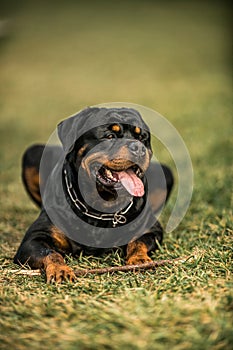 Adorable Devoted Purebred Rottweiler