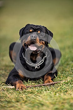 Adorable Devoted Purebred Rottweiler