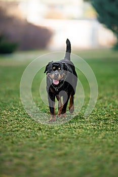 Adorable Devoted Purebred Rottweiler