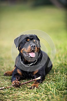 Adorable Devoted Purebred Rottweiler